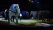 circo, la danza degli elefanti circo, la danza degli elefanti