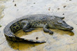 wildlife crocodile