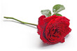 red rose