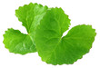 Medicinal thankuni leaves Medicinal thankuni leaves