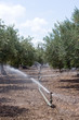 Irrigatori in Uliveto