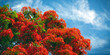 Fleurs de flamboyant