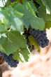 Grappoli di Uva Nera Tra le Foglie