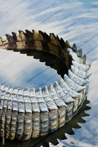 Photo: Crocodile tail Crocodile tail