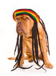 Rastafarian Hat Dog