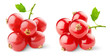 Red currants isolated on white