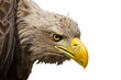 White-tailed eagle (Haliaeetus albicilla) isolated