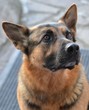Deutscher Schäferhund  fragender Blick