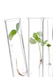 Plant research