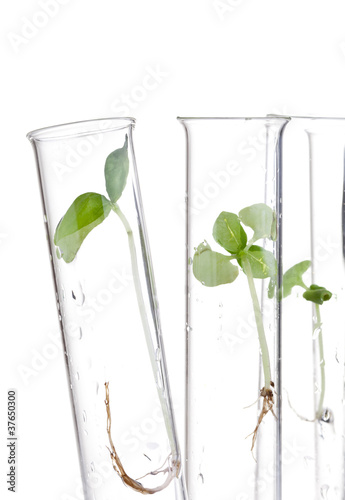 Photo: Plant research Plant research