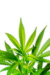 Marijuana Plant