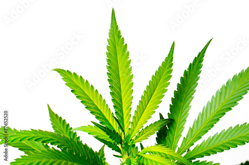 Photo: Marijuana Plant Marijuana Plant