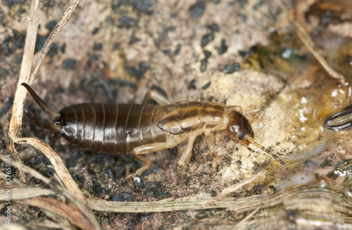 Photo: Earwig on ground, extreme close-up with high magnification Earwig on ground, extreme close-up with high magnification