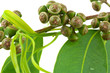graines eucalyptus