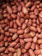 Close-up of peanuts
