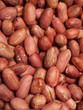 Close-up of peanuts