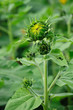 Young Sunflower