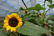 girasoli