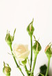bouquet of multicolored roses, small sprays bouquet of multicolored roses, small sprays