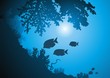 Corals