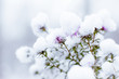 Photo: Winter flowers Winter flowers