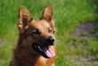 Harzer Fuchs