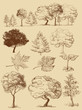 Vector trees