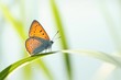 Butterfly (Polyommatus) on a blade of grass against a blue sky
