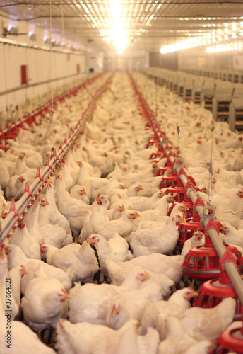 Photo: Chicken Farm, Poultry Chicken Farm, Poultry