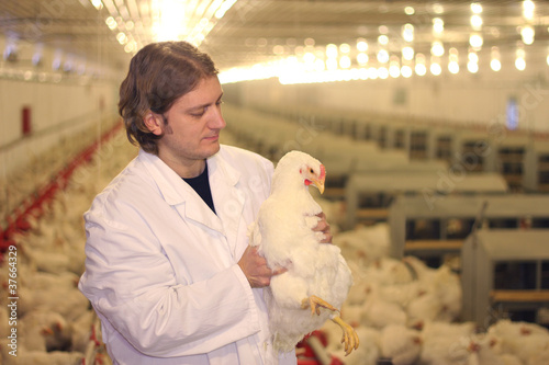 Photo: Veterinarian working in chicken farm Veterinarian working in chicken farm
