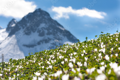 Foto: alpenwiese mit krokussen alpenwiese mit krokussen