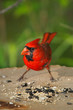 A Red Bird Eating, The Northern Cardinal, Male