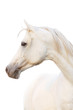 white horse