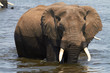 African Elephants