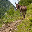 Donkey on Italian Alps