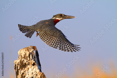 Photo: Giant Kingfisher Giant Kingfisher