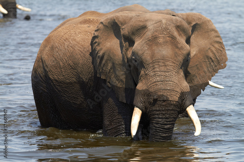 Photo: African Elephants African Elephants