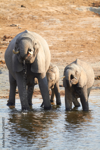 Photo: African Elephants African Elephants