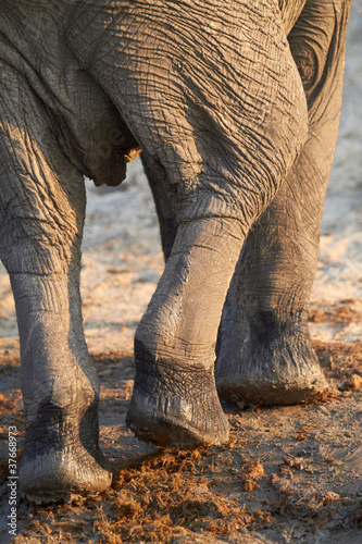 Photo: African Elephants African Elephants