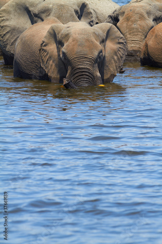 Photo: African Elephants African Elephants