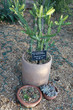cactus garden