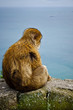 A monkey looking to the ocean