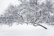 Winter scene