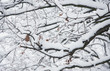 Winter scene
