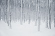 Winter scene