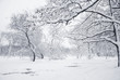 Winter scene