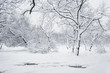 Winter scene