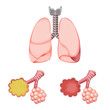 Alveoli In And Lungs