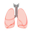Human Lungs