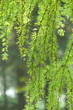 Willow branch